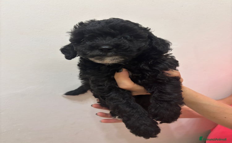 Barboncino cani Barboncino Nano Femmina in cerca di amore - Annuncio 7