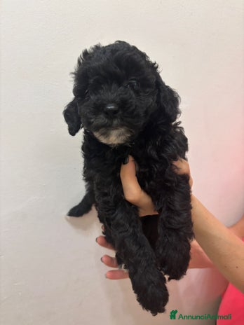 Barboncino cani Barboncino Nano Femmina in cerca di amore - Annuncio 6