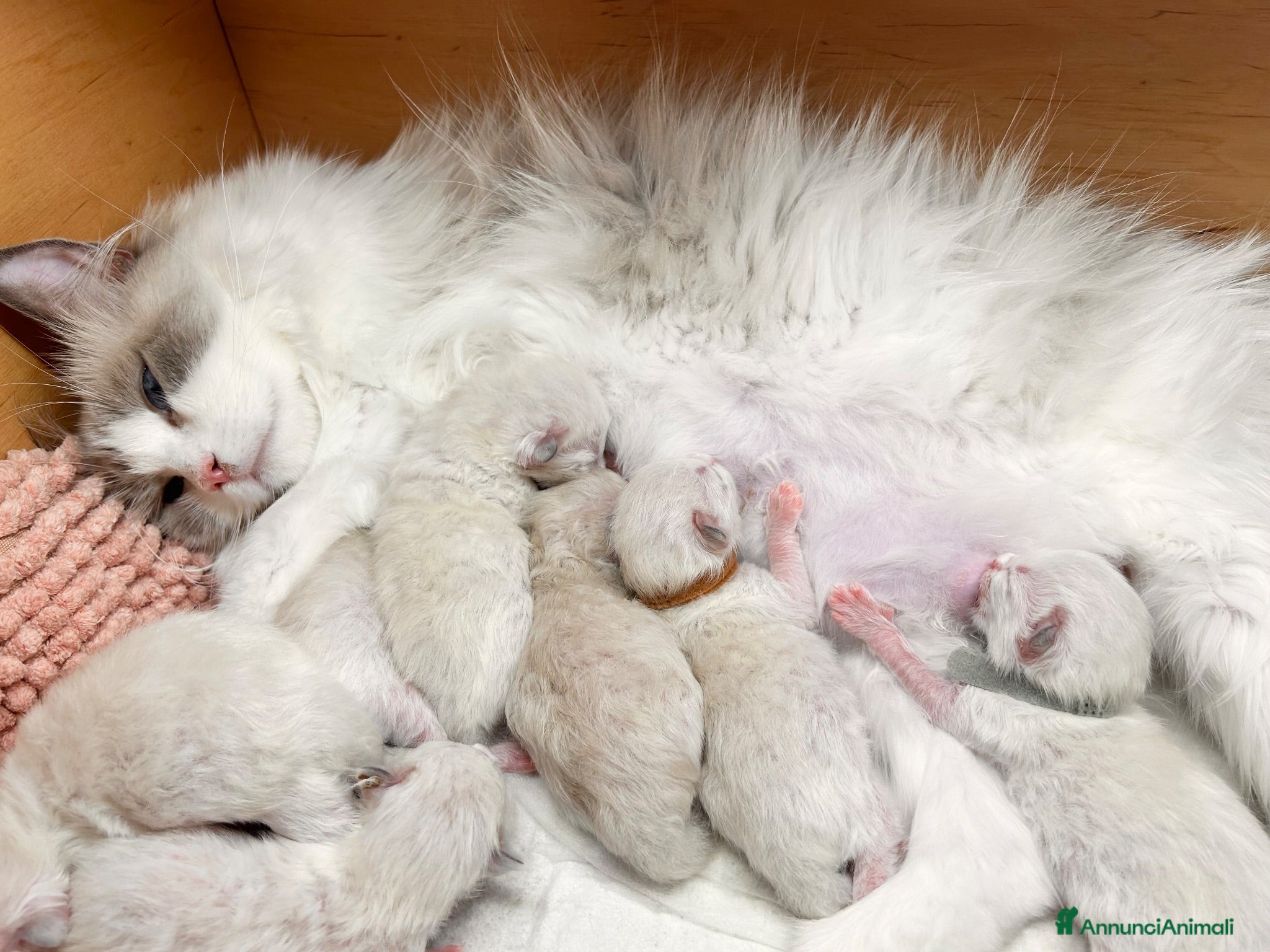 Ragdoll gatti Ragdoll cuccioli con Pedigree - Annuncio 3