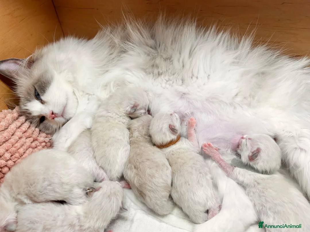Ragdoll gatti in vendita: Ragdoll cuccioli con Pedigree - Annuncio 1