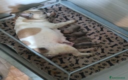 Bulldog Francese cani in vendita: Animali  a Città Metropolitana di Firenze - Immagine 6