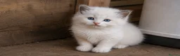 Ragdoll gatti in vendita: Ragdoll cuccioli con pedigree  - Annuncio 4