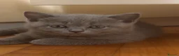 Scottish gatti in vendita: Cucciolata Scottish-British - Annuncio 7