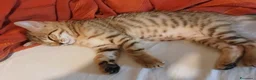 Abissino gatti in vendita: Abissino bengala  - Annuncio 4