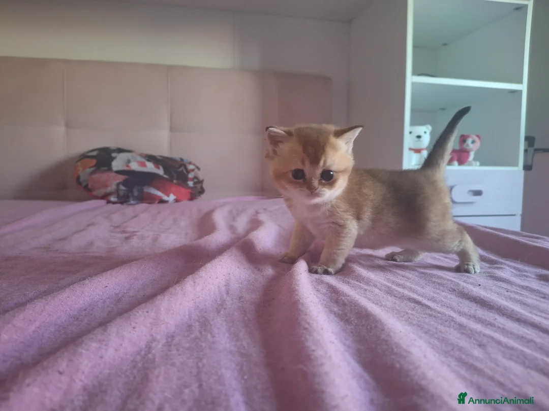Scottish gatti in vendita: Gattini Scottish - Annuncio 7