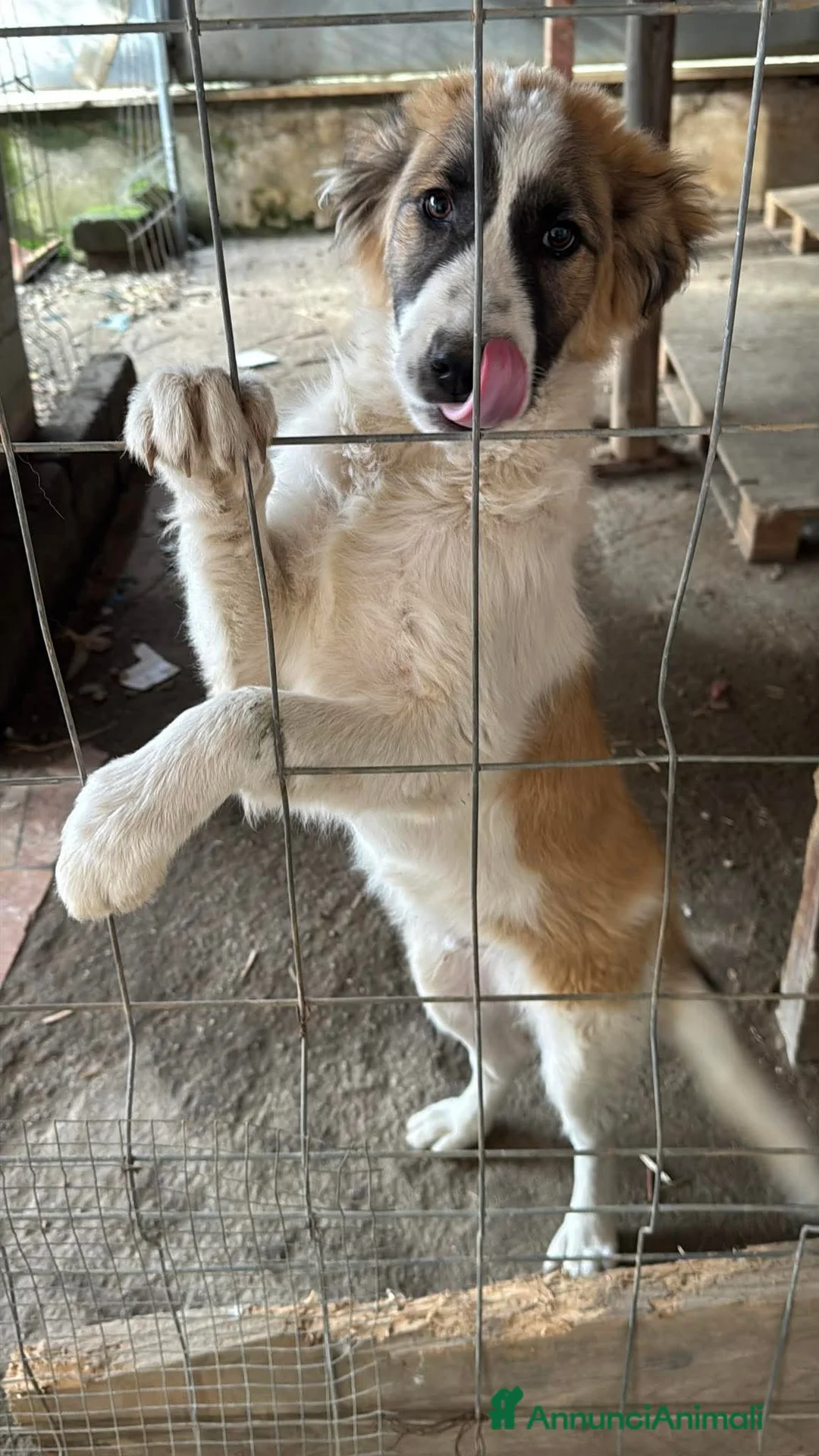 Meticcio cani in regalo: Simba, taglia media! (25kg - 6 mesi)  - Annuncio 2