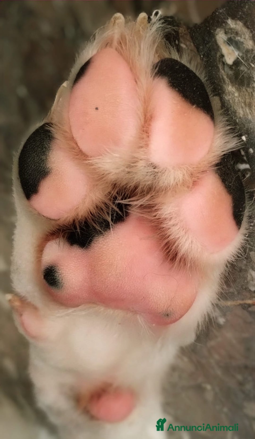 Meticcio cani in regalo: Kobe in adozione a Provincia di Taranto - Immagine 3