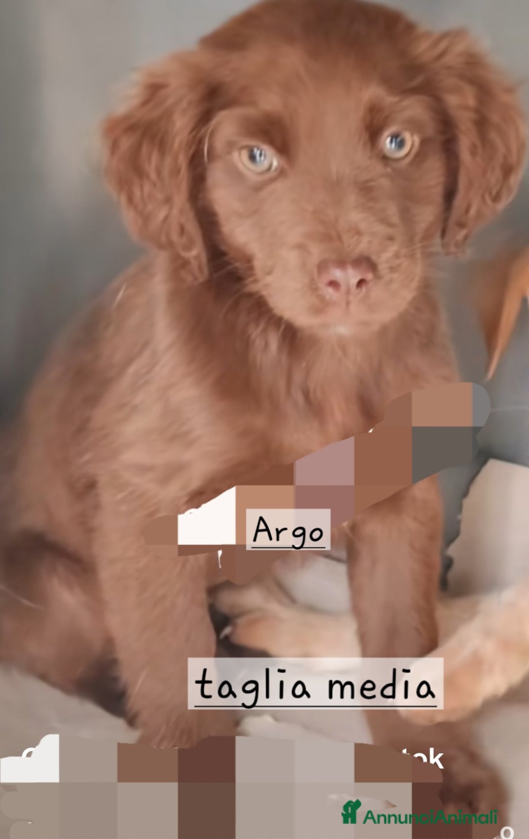Meticcio cani in regalo: Cuccioli di taglia media piccola e media - Annuncio 3