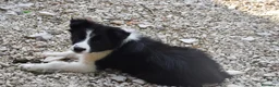 Border Collie cani in vendita: Cuccioli di border collie ( bordercollie) - Annuncio 3