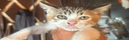 Meticcio gatti in regalo: Elide, Michelino e Rudy - gattini cercano casa - Annuncio 2