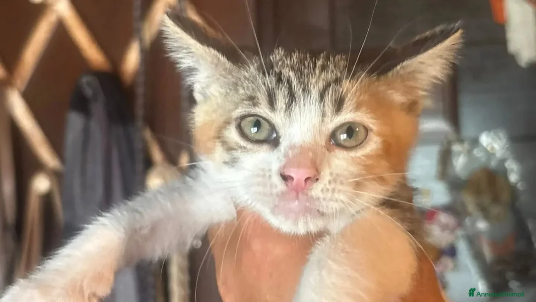 Meticcio gatti in regalo: Elide, Michelino e Rudy - gattini cercano casa - Annuncio 2