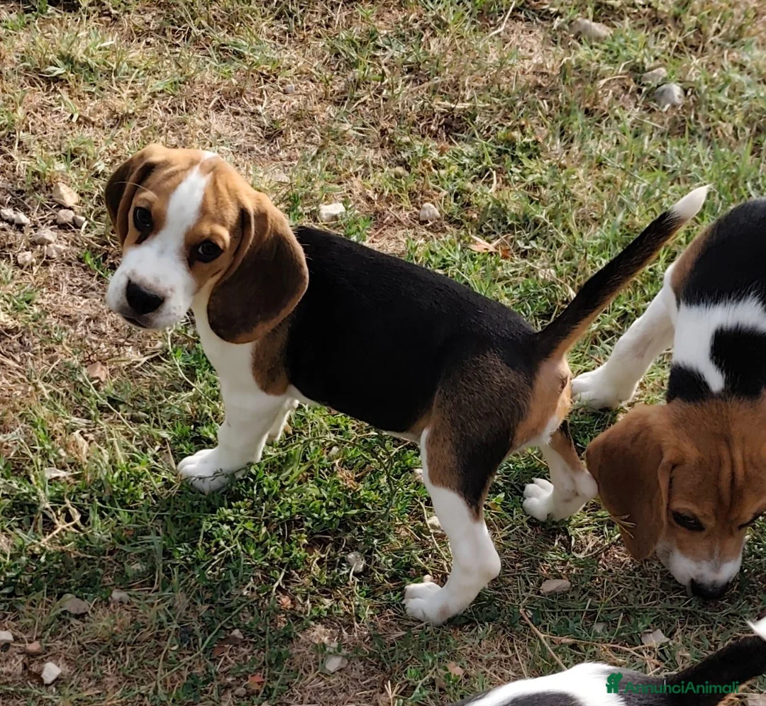 Beagle cani in vendita: Cuccioli di beagle di tre mesi - Annuncio 2