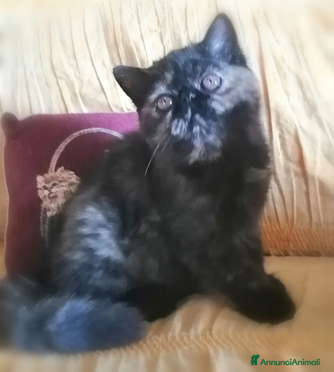 Exotic Shorthair gatti in vendita: Exotic shorthair gattina con pedigree  - Annuncio 3