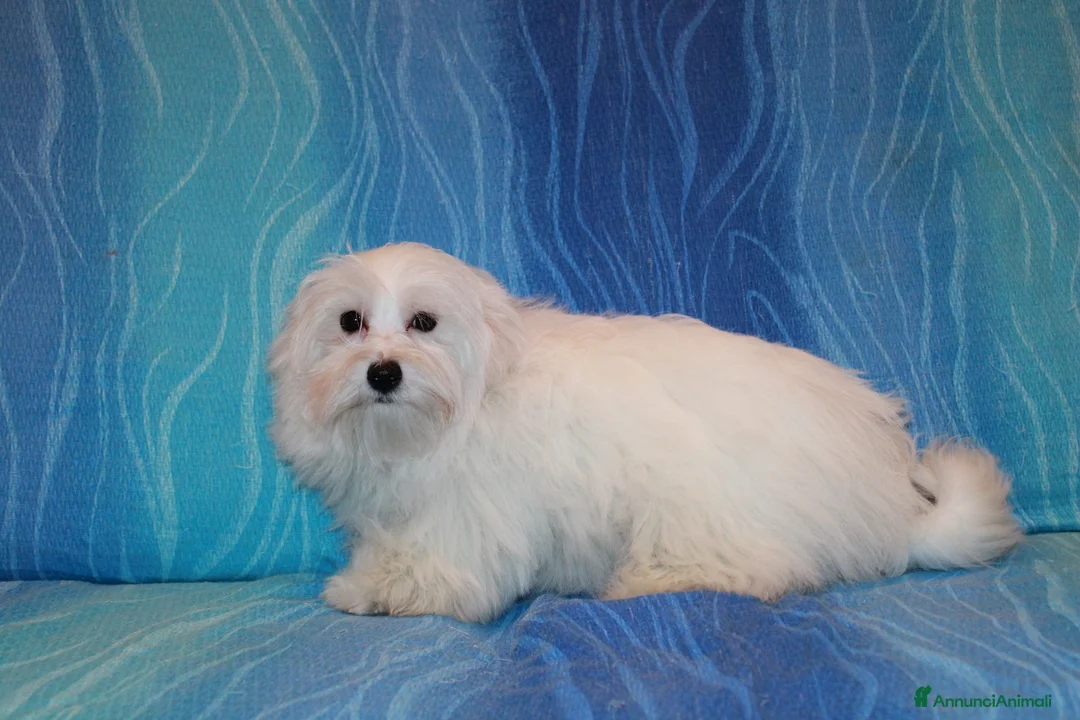 Maltese cani in vendita: vendo femmine e maschio riproduttori - Annuncio 2