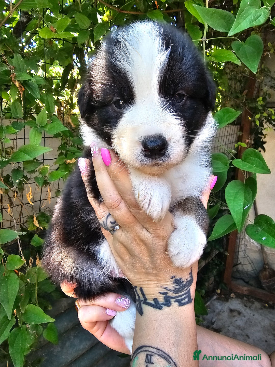 Australian Shepherd cani in vendita: Cuccioli di pastore australiano disponibili  a Provincia di Asti - Immagine 3