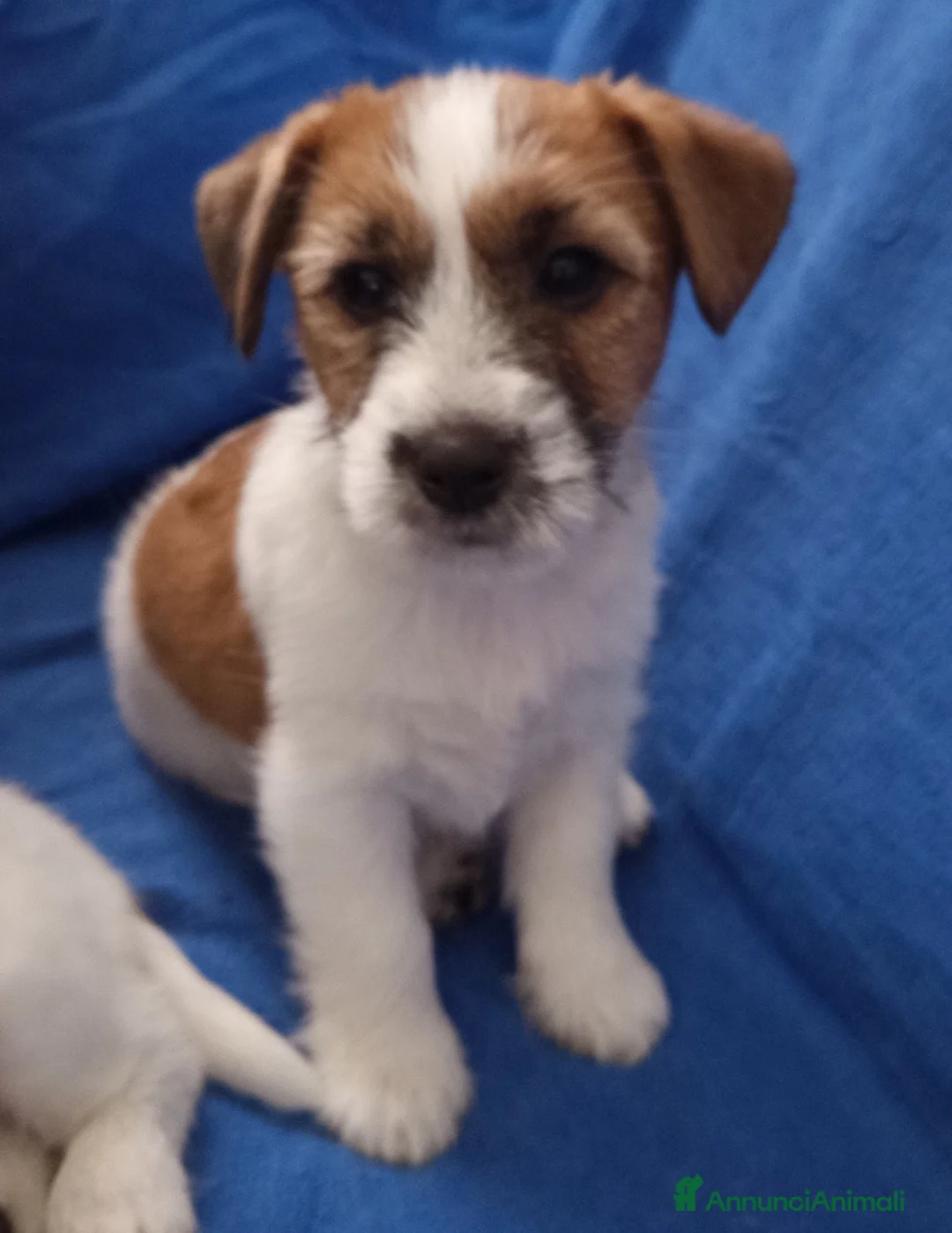 Jack Russell cani in vendita: Jack Russell pelo ruvido  a Città metropolitana di Roma Capitale - Annuncio 7