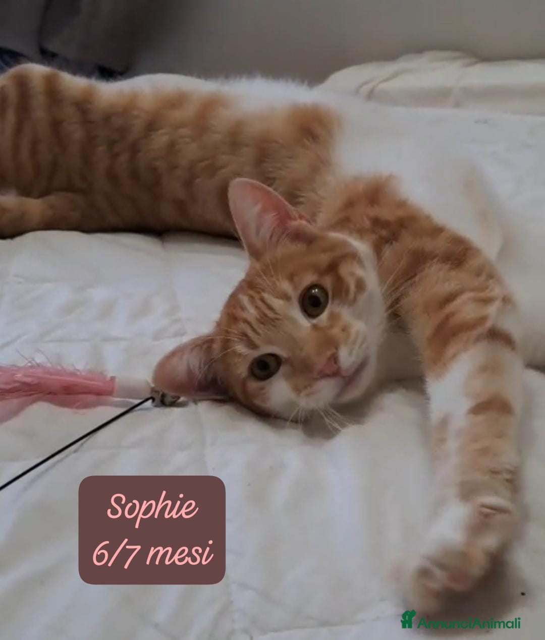 Europeo gatti in regalo: Famiglie cercasi urgentemente per questi micini  - Annuncio 8