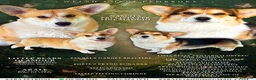 Corgi Pembroke cani in vendita: Cucciolata corgi Pembroke nata il 30-05-2026 - Annuncio 1