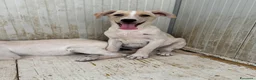 Meticcio cani in regalo: Harry  a Provincia di Barletta-Andria-Trani - Annuncio 3
