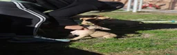 Pitbull cani in vendita: Cuccioli Pit Bull con Pedigree anche a rate - Annuncio 36