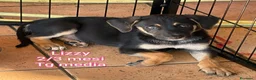 Meticcio cani in regalo: SALVA UN CUCCIOLO! a Provincia di Reggio Emilia - Annuncio 6