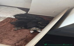 Maine Coon gatti in vendita: Ultima Mainecoon disponibile - Immagine 4