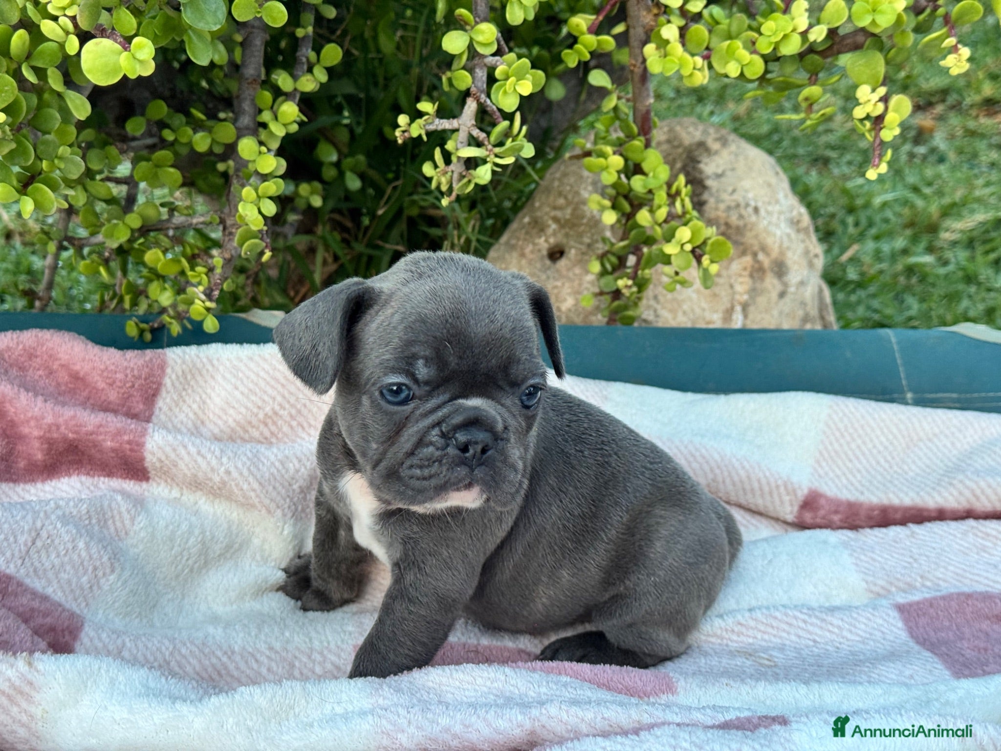 Bulldog Francese cani Cuccioli bulldog francese  - Annuncio 1