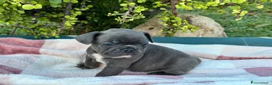 Bulldog Francese 2