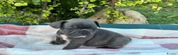 Bulldog Francese cani in vendita: Cuccioli bulldog francese  - Annuncio 1