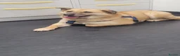 Meticcio cani in regalo: Splendida meticcia - RAJA - Annuncio 8