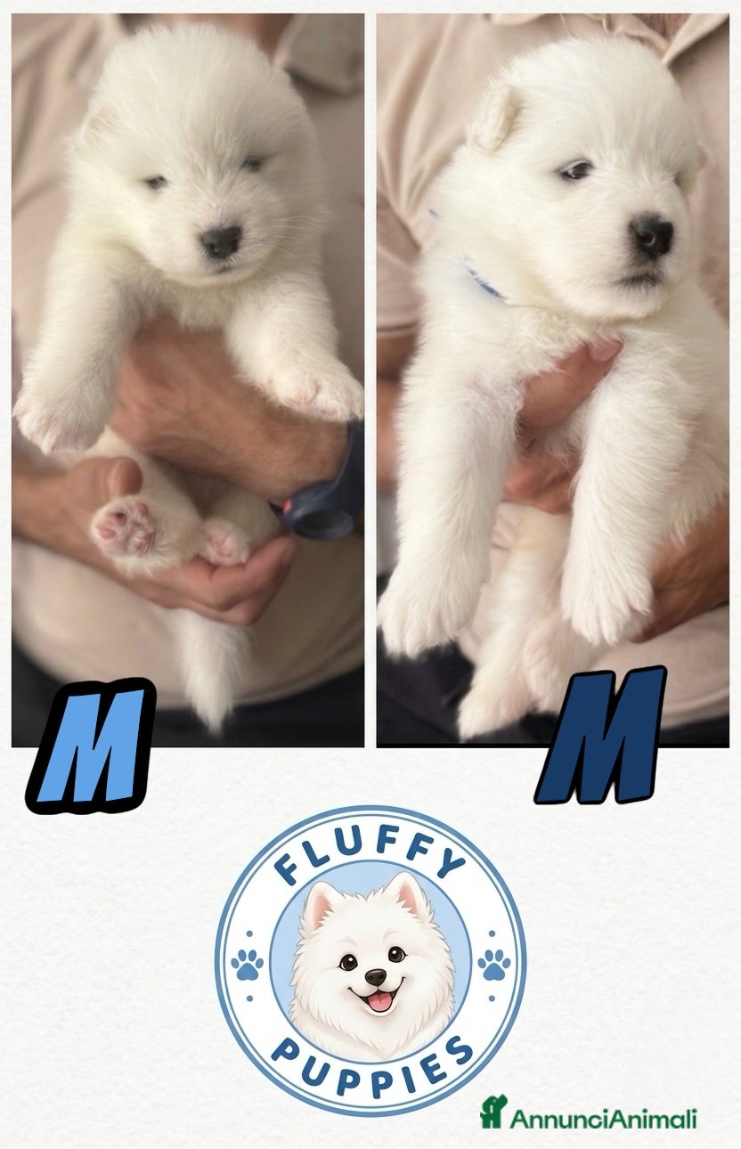 Samoiedo cani in vendita: Cuccioli di cane samoiedo  - Annuncio 2