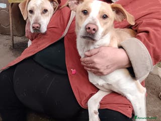 Meticcio cani ADOZ.del cuore: aiutate a salvarli dal delirio! - Annuncio 28