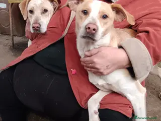 Meticcio cani ADOZ.del cuore: aiutate a salvarli dal delirio! - Annuncio 6