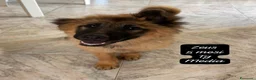 Meticcio cani in regalo: Urgenti famiglie per questi cuccioli  - Annuncio 4