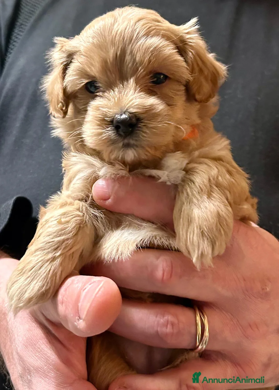 Maltipoo cani in vendita: Maltipoo  - Annuncio 3