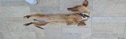Meticcio cani in regalo: Pandora: cucciolotta taglia piccola socievole  - Annuncio 6