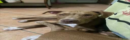 Pitbull cani in vendita: Cucciola American Pitbull Terrier - Annuncio 3