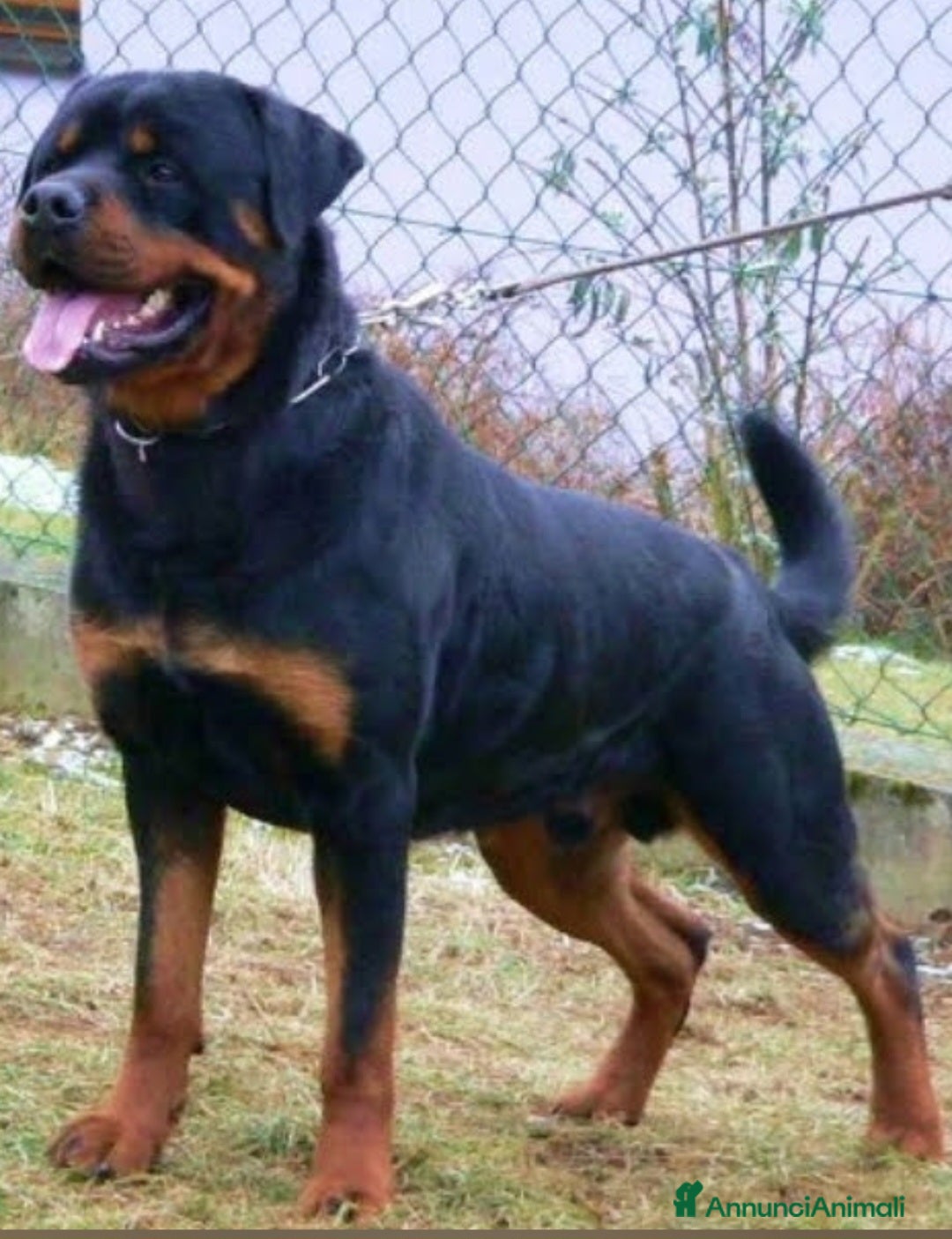 Rottweiler cani in vendita: Disponibili cuccioli Rottweiler  - Annuncio 28