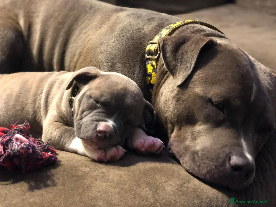Pitbull cani in vendita: cuccioli di pitbull  a Città metropolitana di Milano - Annuncio 2