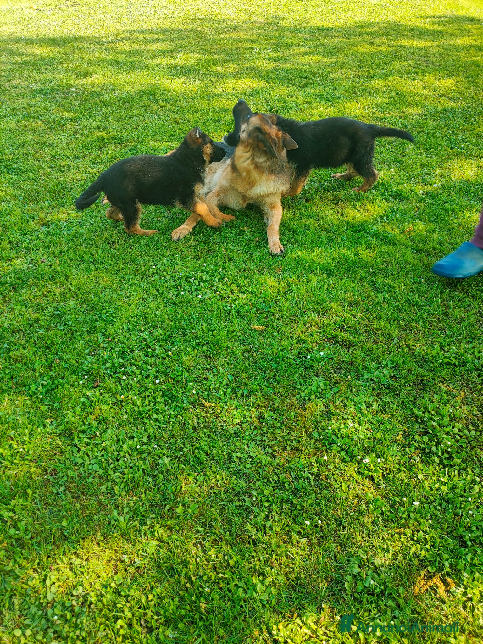 Pastore Tedesco cani disponibili cuccioli pastore tedesco - Annuncio 1