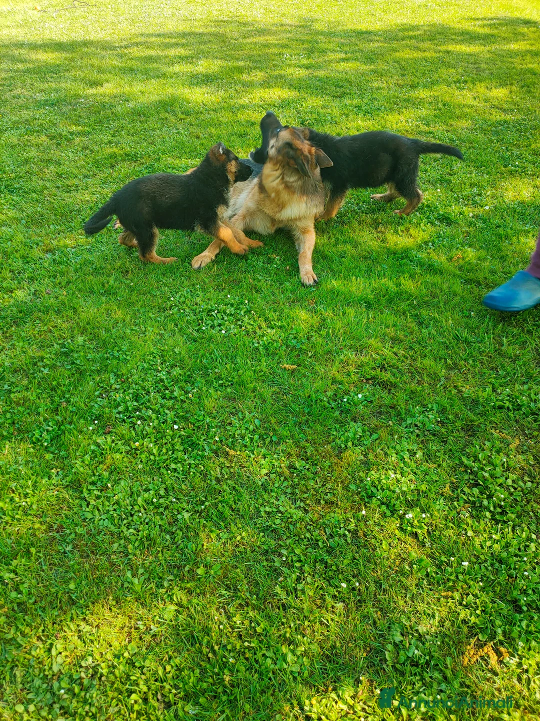 Pastore Tedesco cani in vendita: disponibili cuccioli pastore tedesco - Annuncio 1