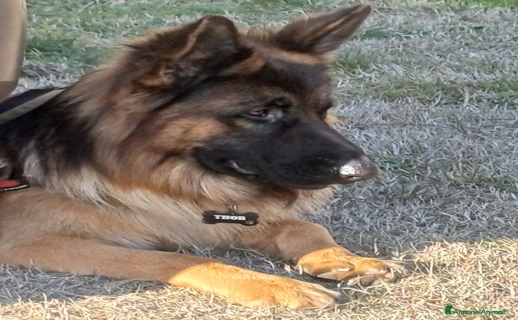 Pastore Tedesco cani - Annuncio 2