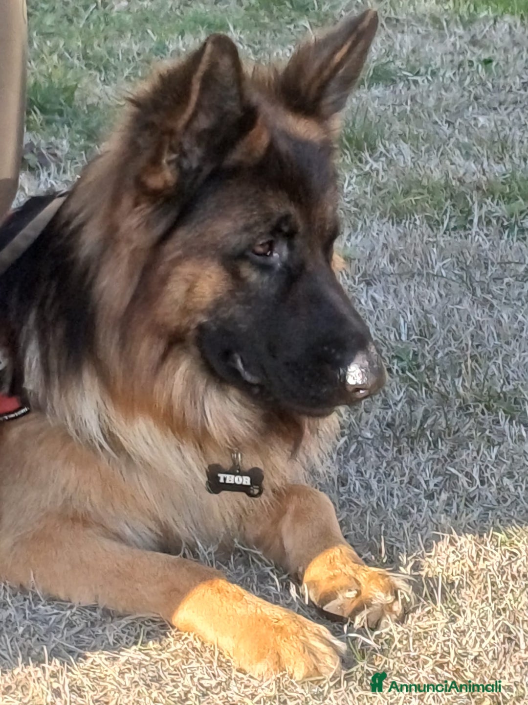 Pastore Tedesco cani in regalo: Regalo - Immagine 1