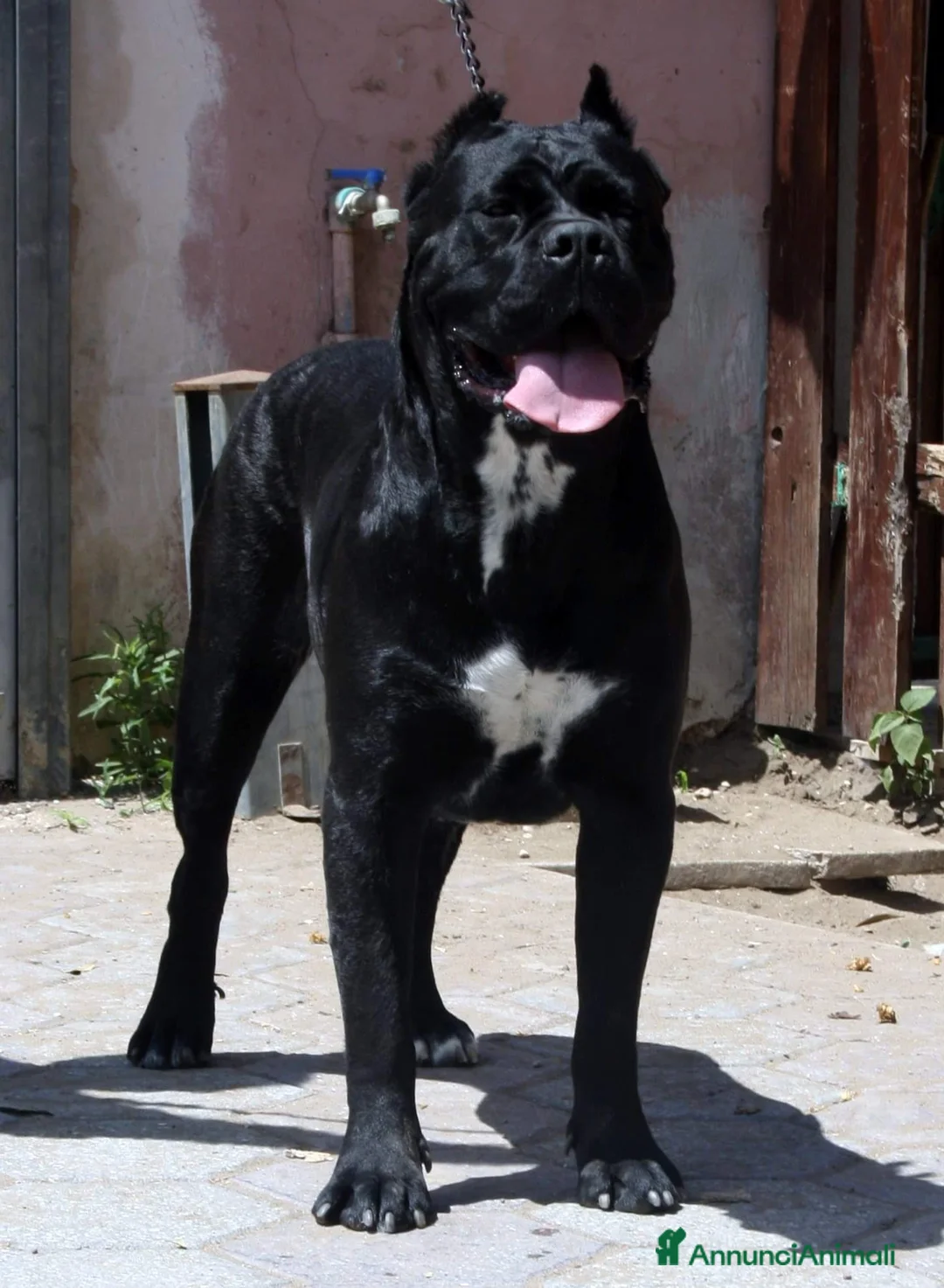 Immagine della galleria {{count}}