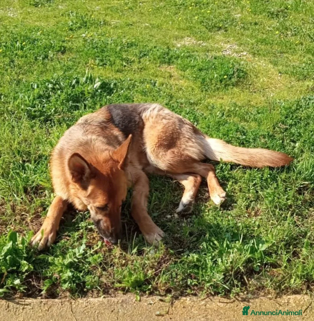 Pastore Tedesco cani in regalo: Bella 6anni Pastore Ted. nn può tornare in canile - Annuncio 2