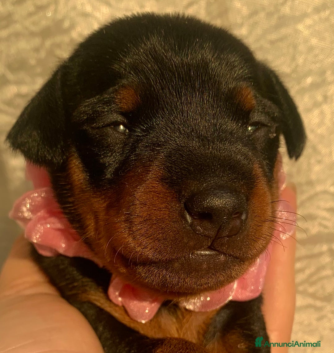 Pinscher Miniatura cani in vendita: Pinscher nano  - Annuncio 3