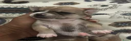 Chihuahua cani in vendita: 4 CHIHUAHUA  - Annuncio 3