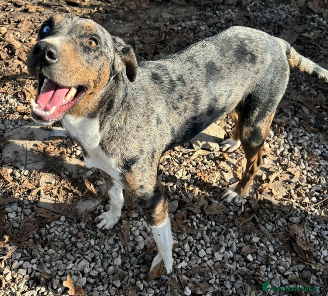 Meticcio cani in regalo: Astrid 1 anno taglia media  - Annuncio 8