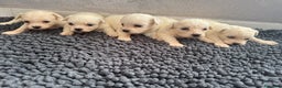 Maltese cani in vendita: Cuccioli di Maltese - Annuncio 6