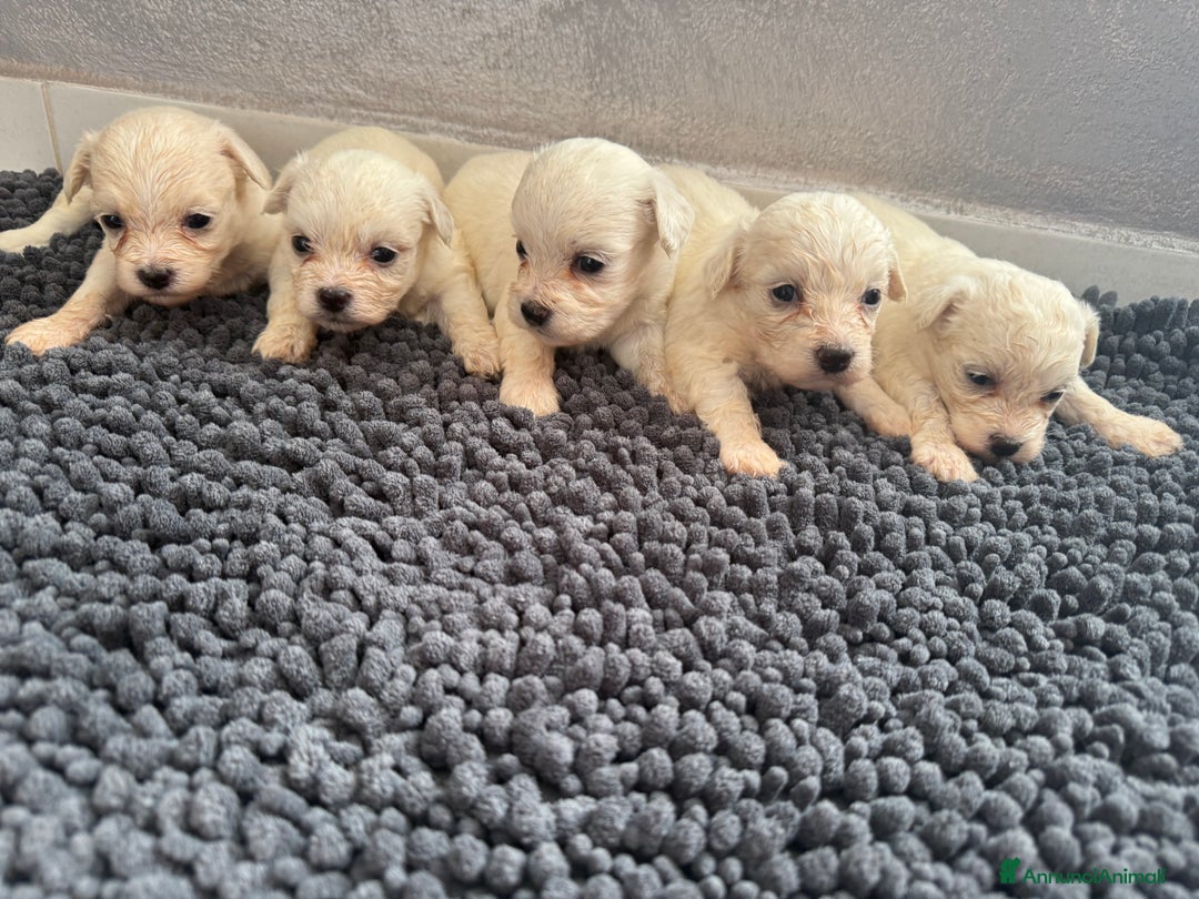 Maltese cani in vendita: Cuccioli di Maltese - Annuncio 6